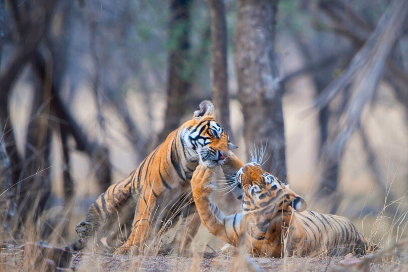 Kanha Gates & Safari Planning