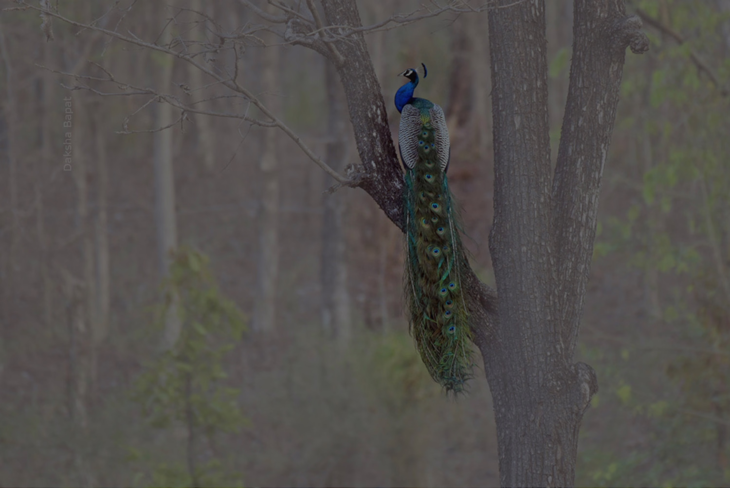 Best Time to Visit Kanha